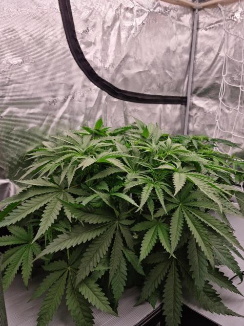 Durian Pie HappyPlant420 NFT. Week 4 - Day 28 before dedoliation