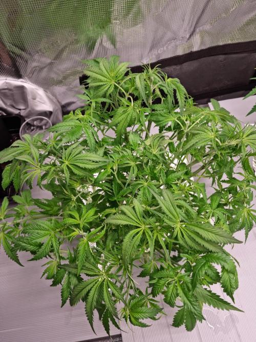 Durian Pie HappyPlant420 NFT. Week 4 - Day 28
