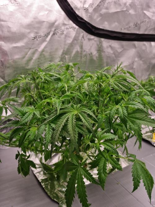 Durian Pie HappyPlant420 NFT. Week 4 - Day 28