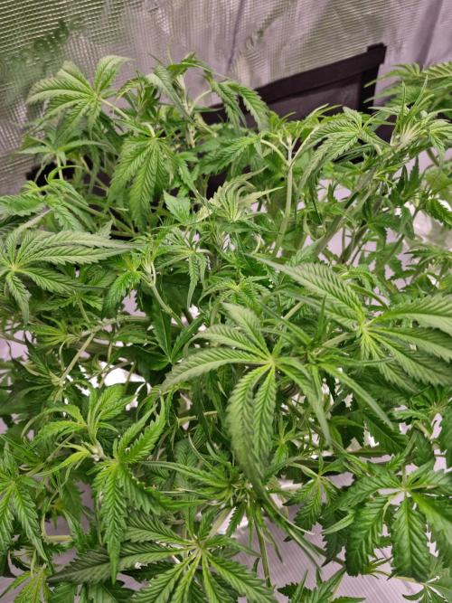 Durian Pie HappyPlant420 NFT. Week 4 - Day 28