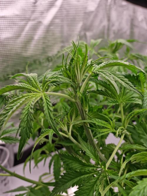 Durian Pie HappyPlant420 NFT. Week 4 - Day 28