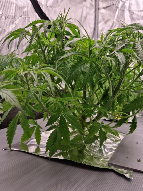 Durian Pie HappyPlant420 NFT. Week 4 - Day 28