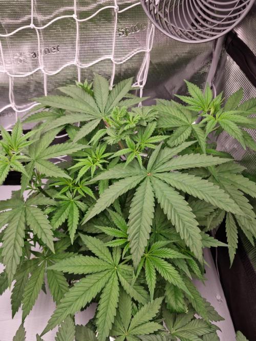 Aladdin Kush Khalifa Genetics NFT. Week 4 - Day 28 before defoliation