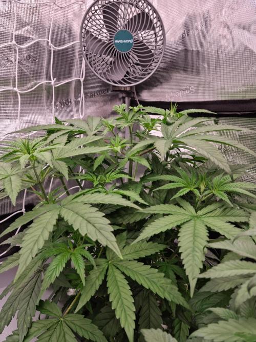 Aladdin Kush Khalifa Genetics NFT. Week 4 - Day 28 before dedoliation