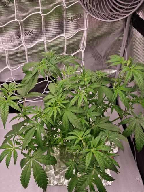 Aladdin Kush Khalifa Genetics NFT. Week 4 - Day 28