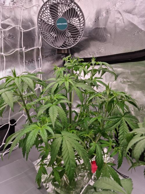 Aladdin Kush Khalifa Genetics NFT. Week 4 - Day 28