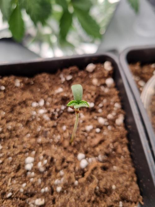 Cali Tings Wizard Trees SOIL. Week 0 - Seedling