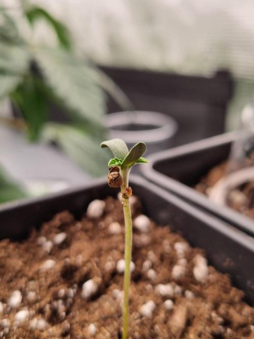 Cali Tings Wizard Trees SOIL. Week 0 - Seedling