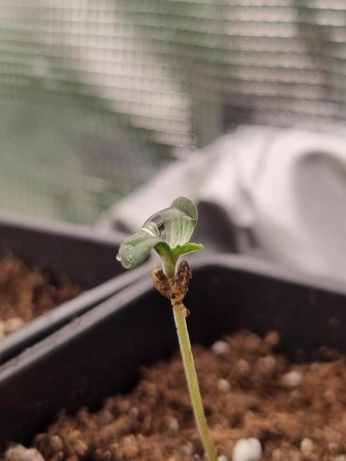 Cali Tings Wizard Trees SOIL. Week 0 - Seedling