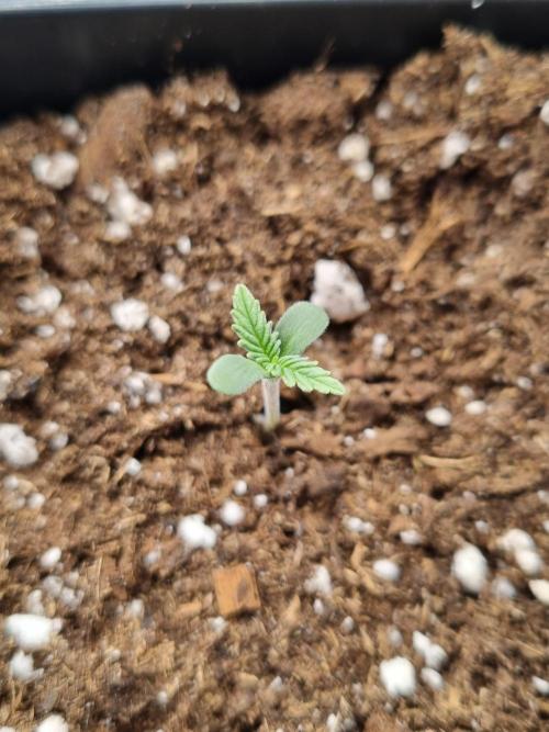 Sour Fruit Tartare Dutch Passion SOIL. Week 0 - Seedling
