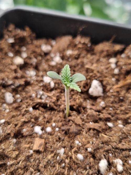 Sour Fruit Tartare Dutch Passion SOIL. Week 0 - Seedling