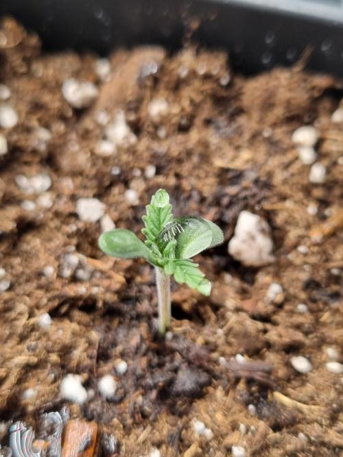 Sour Fruit Tartare Dutch Passion SOIL. Week 0 - Seedling