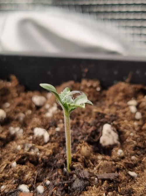 Sour Fruit Tartare Dutch Passion SOIL. Week 0 - Seedling