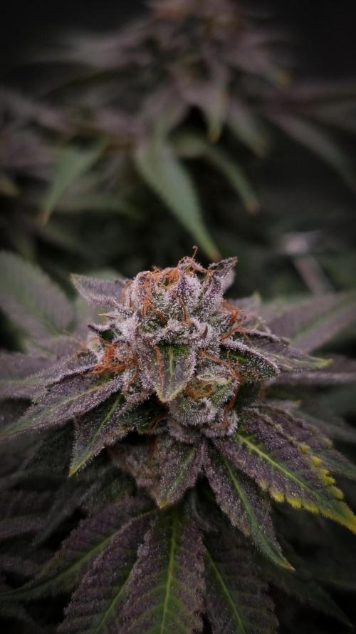 Sherbelato Cake #2 Dutch Passion SOIL. Week 18 - Harvest