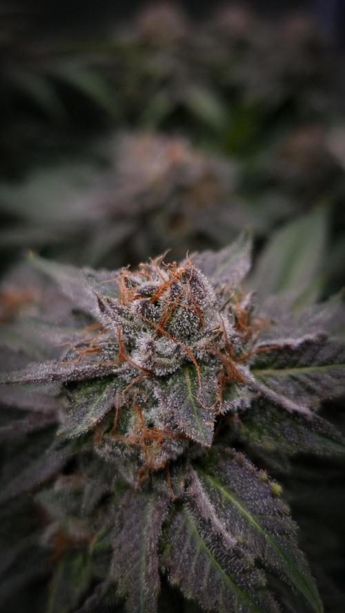 Sherbelato Cake #2 Dutch Passion SOIL. Week 18 - Harvest