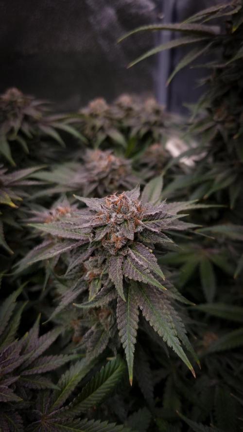 Sherbelato Cake #2 Dutch Passion SOIL. Week 18 - Harvest