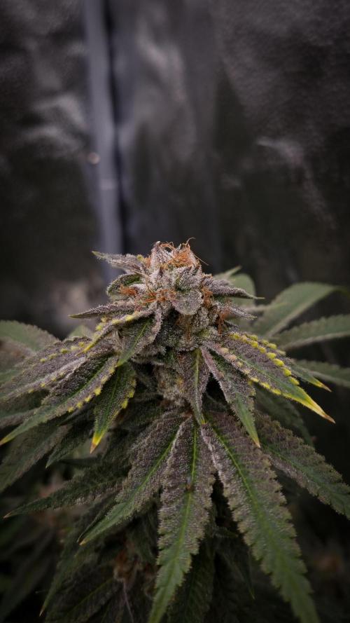 Sherbelato Cake #2 Dutch Passion SOIL. Week 18 - Harvest