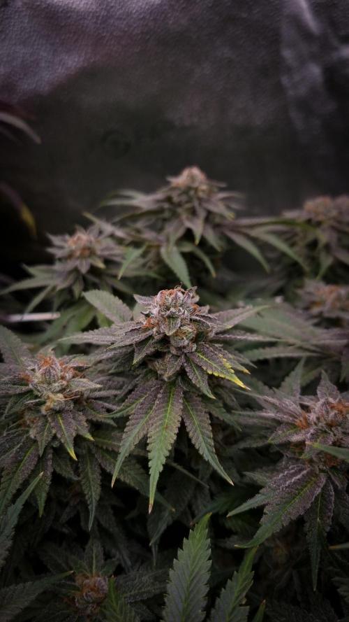 Sherbelato Cake #2 Dutch Passion SOIL. Week 18 - Harvest