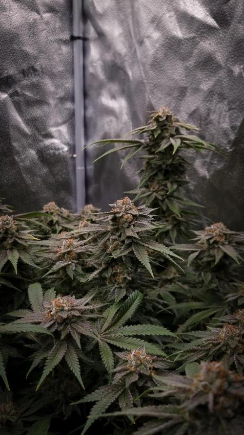Sherbelato Cake #2 Dutch Passion SOIL. Week 18 - Harvest