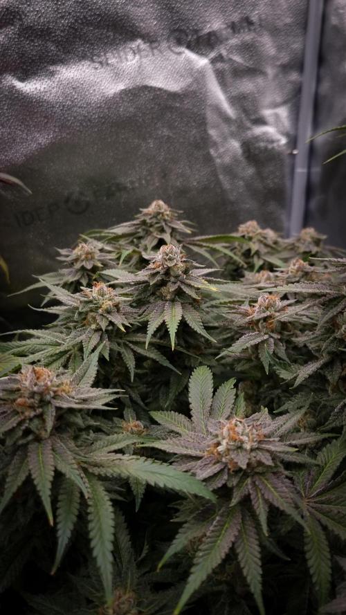 Sherbelato Cake #2 Dutch Passion SOIL. Week 18 - Harvest