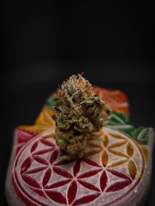 Sherbelato Cake #2 Dutch Passion SOIL. Week 18 - Dry