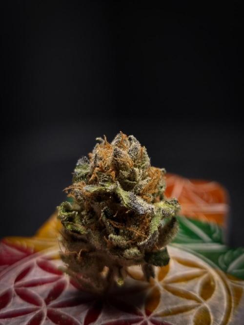 Sherbelato Cake #2 Dutch Passion SOIL. Week 18 - Dry