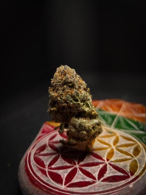 Sherbelato Cake #2 Dutch Passion SOIL. Week 18 - Dry
