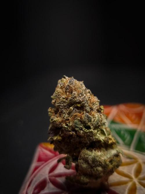 Sherbelato Cake #2 Dutch Passion SOIL. Week 18 - Dry