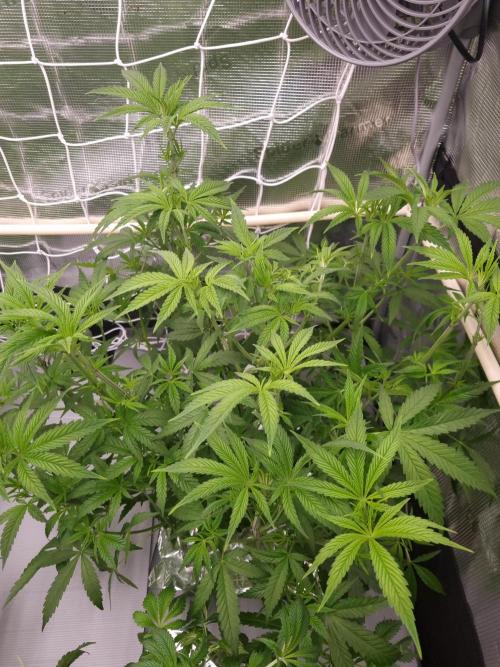 Aladdin Kush Khalifa Genetics NFT. Week 5 - Day 35