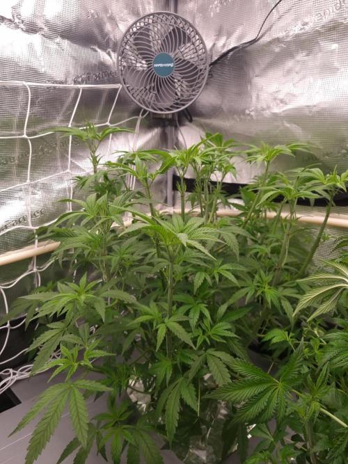 Aladdin Kush Khalifa Genetics NFT. Week 5 - Day 35