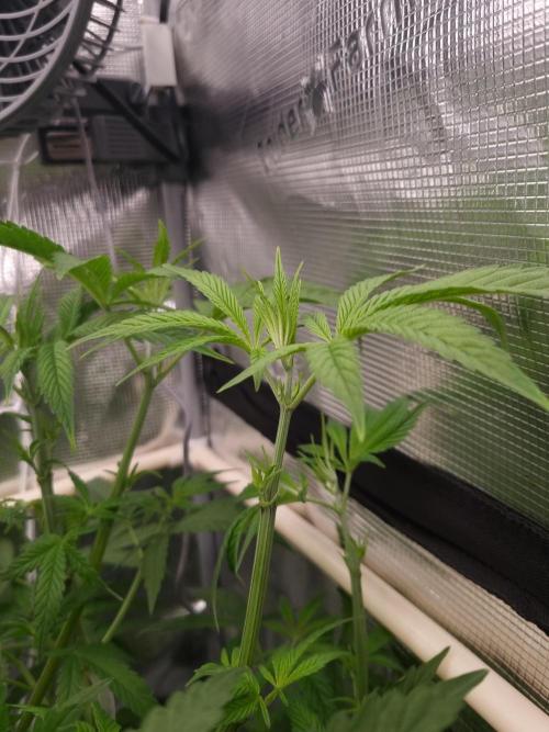 Aladdin Kush Khalifa Genetics NFT. Week 5 - Day 35