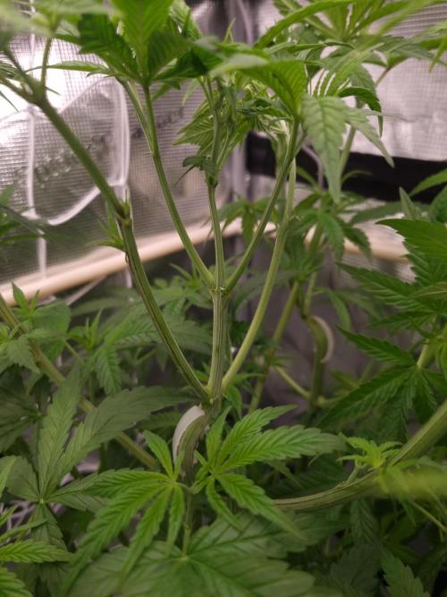 Aladdin Kush Khalifa Genetics NFT. Week 5 - Day 35