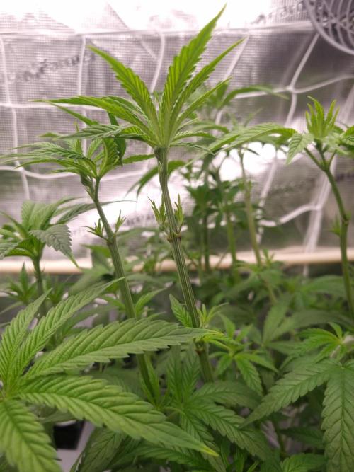 Aladdin Kush. Week 5