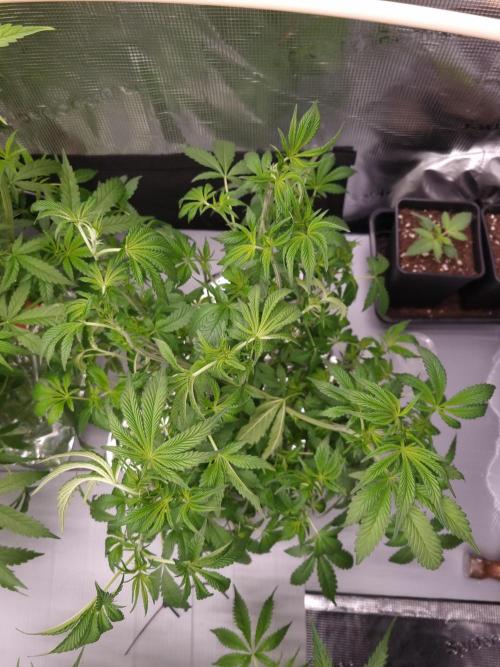 Slush Mint Cake Dutch Passion NFT. Week 5 - Day 35