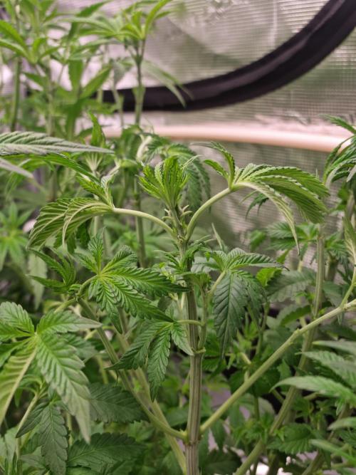 Slush Mint Cake Dutch Passion NFT. Week 5 - Day 35