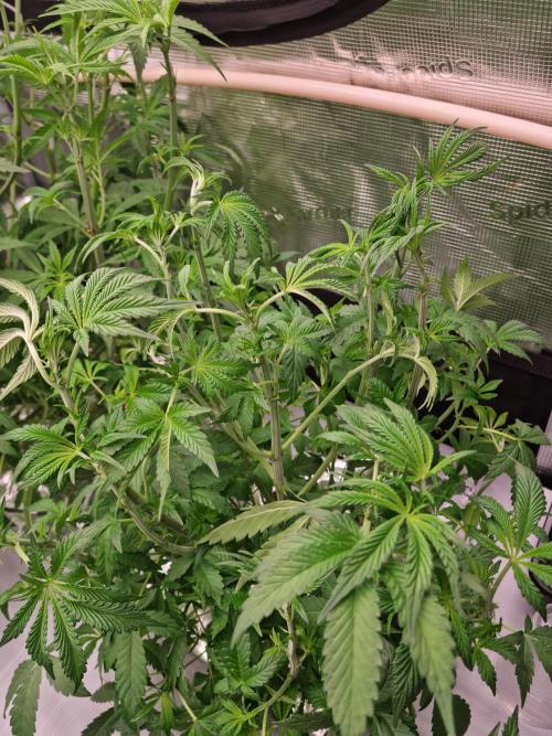 Slush Mint Cake Dutch Passion NFT. Week 5 - Day 35