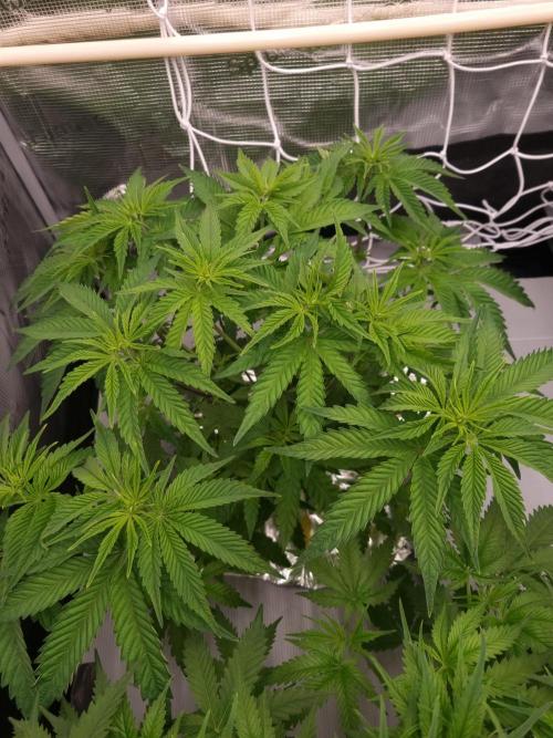 Frozen Nectar HappyPlant420 NFT. Week 5 - Day 35