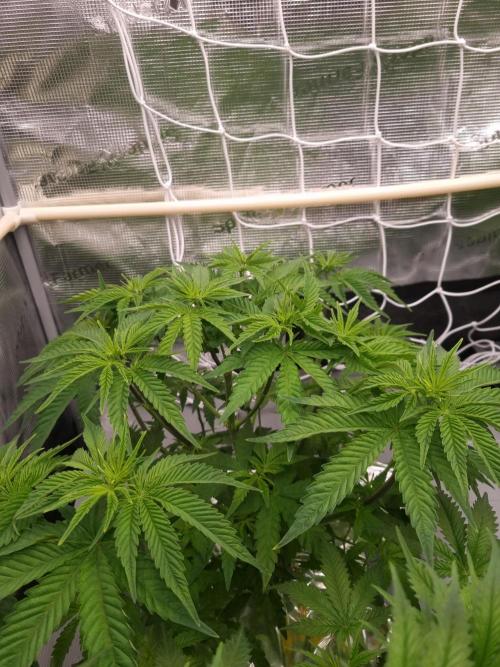 Frozen Nectar HappyPlant420 NFT. Week 5 - Day 35