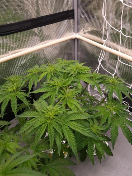 Frozen Nectar HappyPlant420 NFT. Week 5 - Day 35