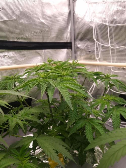 Frozen Nectar HappyPlant420 NFT. Week 5 - Day 35