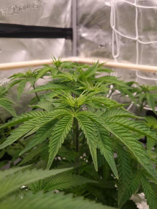 Frozen Nectar HappyPlant420 NFT. Week 5 - Day 35