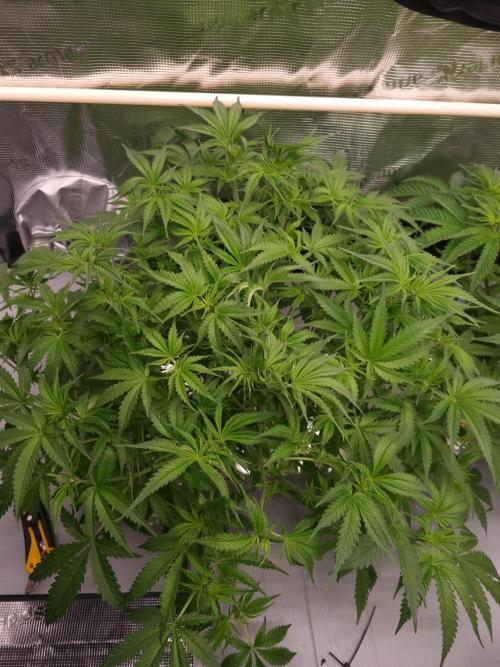 Durian Pie HappyPlant420 NFT. Week 5 - Day 35