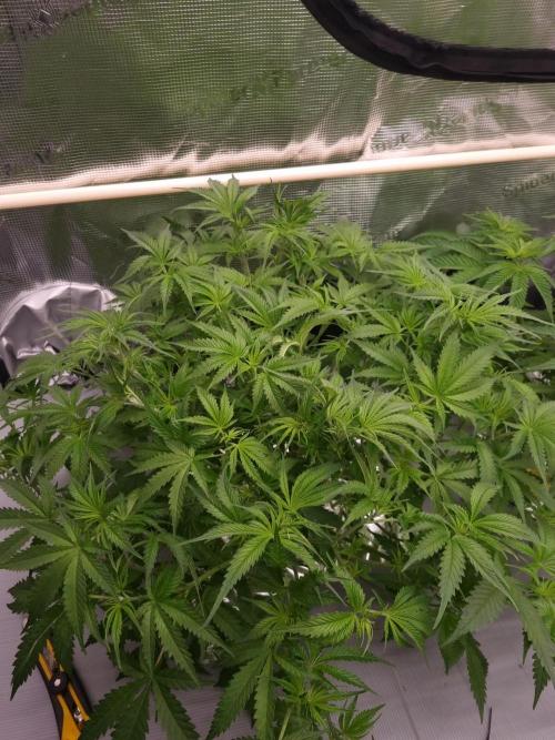 Durian Pie HappyPlant420 NFT. Week 5 - Day 35