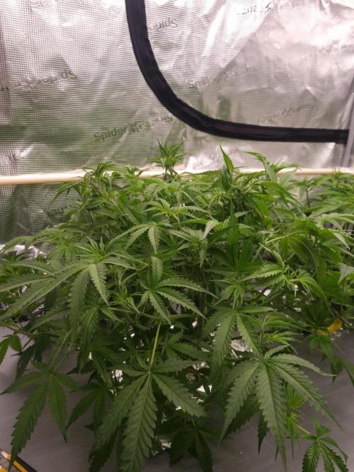 Durian Pie HappyPlant420 NFT. Week 5 - Day 35