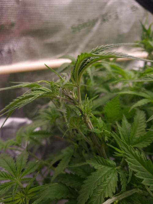 Durian Pie HappyPlant420 NFT. Week 5 - Day 35