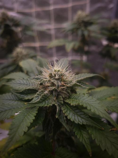 Grandpa Zombie IZI seeds SOIL. Week 9 - Day 35