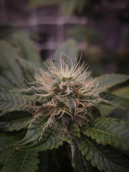 Grandpa Zombie IZI seeds SOIL. Week 9 - Day 35
