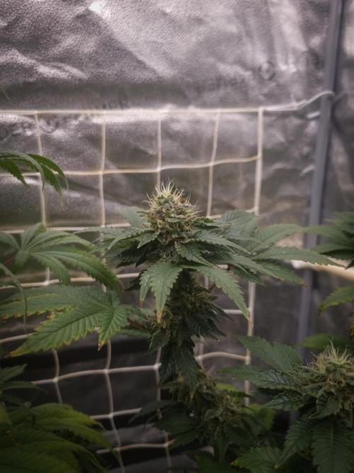 Grandpa Zombie IZI seeds SOIL. Week 9 - Day 35