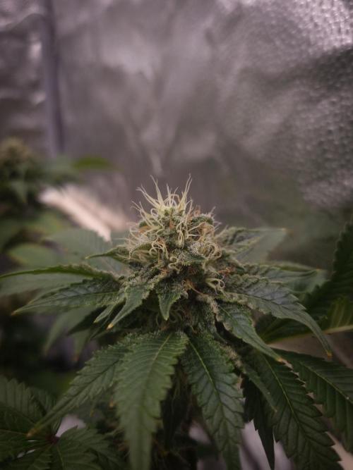 Grandpa Zombie IZI seeds SOIL. Week 9 - Day 35