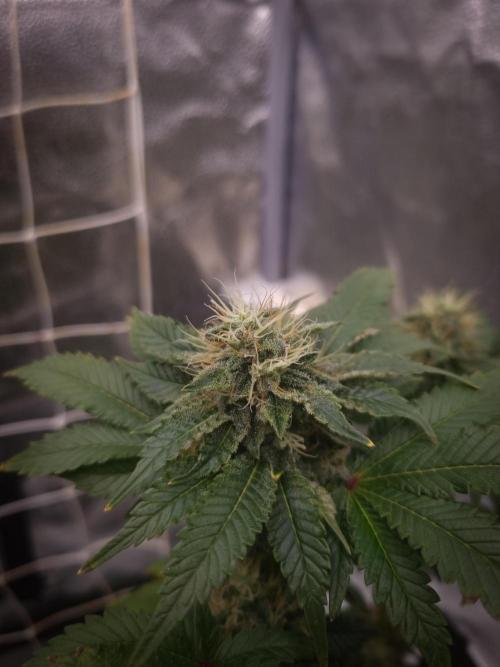 Grandpa Zombie IZI seeds SOIL. Week 9 - Day 35